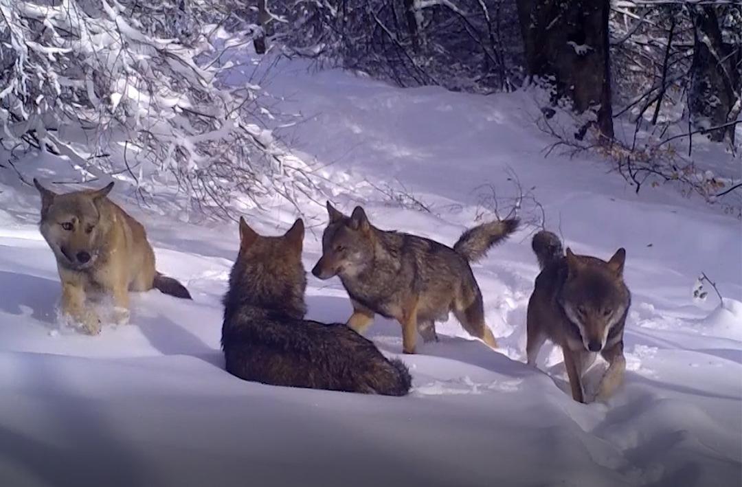 Uludağ'da kurt s&uuml;r&uuml;s&uuml; g&ouml;r&uuml;nt&uuml;lendi! Fotokapanla &ccedil;ekilen eşsiz anlar g&ouml;renleri şaşkına &ccedil;evirdi