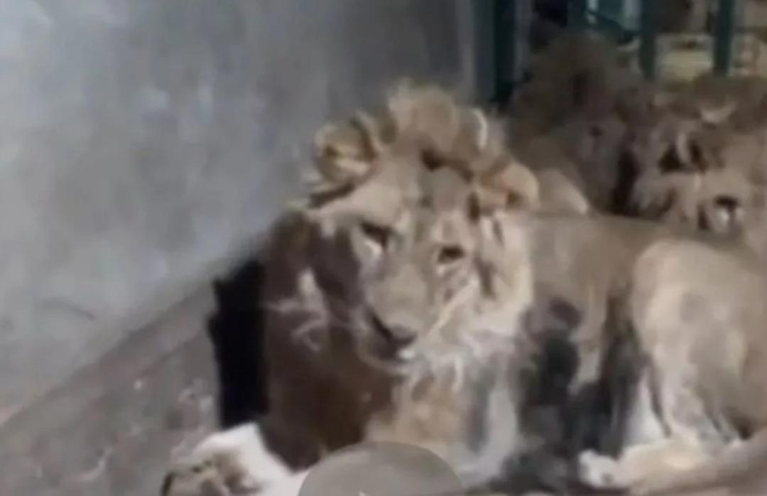 Erotik filmlarni tomosha qiling Katta dick chuqur ichida mushuk