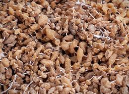 Salep yetiştiriciliği nasıl yapılır, zor mu, devlet desteği var mı? Salep nasıl yetiştirilir?