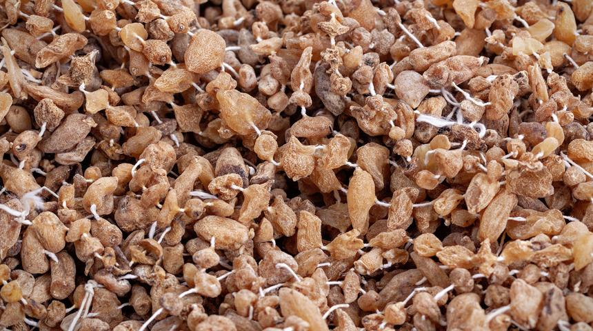 Salep yetiştiriciliği nasıl yapılır, zor mu, devlet desteği var mı? Salep nasıl yetiştirilir?