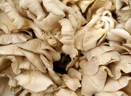 İstiridye mantarı yetiştiriciliği nasıl yapılır, zor mu, devlet desteği var mı? İstiridye mantarı nasıl yetiştirilir?