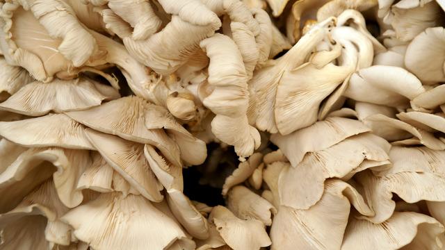 İstiridye mantarı yetiştiriciliği nasıl yapılır, zor mu, devlet desteği var mı? İstiridye mantarı nasıl yetiştirilir?