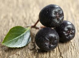 Aronya yetiştiriciliği nasıl yapılır, zor mu, destek desteği var mı? Aronya nasıl yetiştirilir?