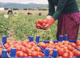 Domates yetiştiriciliği nasıl yapılır, zor mu? Domates nasıl yetiştirilir, gübreleme ve sulama nasıl olur? Tarlada, evde, serada domates yetiştiriciliği