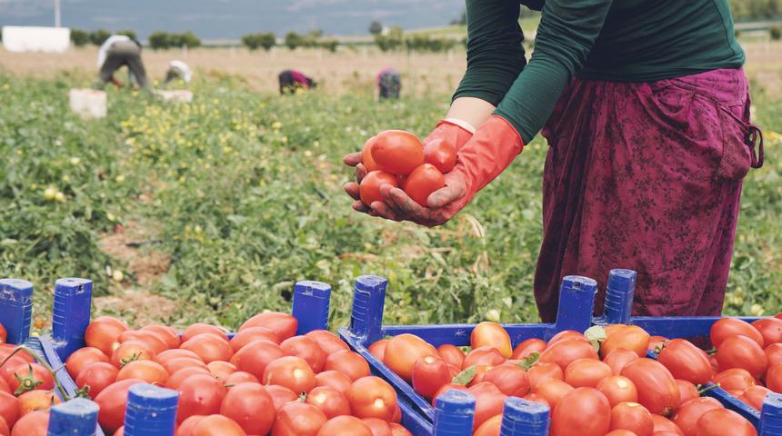 Domates yetiştiriciliği nasıl yapılır, zor mu? Domates nasıl yetiştirilir, gübreleme ve sulama nasıl olur? Tarlada, evde, serada domates yetiştiriciliği