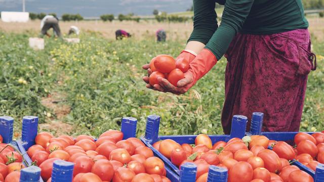 Domates yetiştiriciliği nasıl yapılır, zor mu? Domates nasıl yetiştirilir, gübreleme ve sulama nasıl olur? Tarlada, evde, serada domates yetiştiriciliği