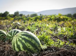 Karpuz yetiştiriciliği nasıl yapılır, nasıl olur? Karpuz yetiştiriciliği zor mu? Karpuz yetiştiriciliği püf noktaları