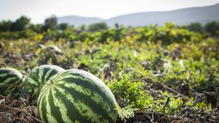 Karpuz yetiştiriciliği nasıl yapılır, nasıl olur? Karpuz yetiştiriciliği zor mu? Karpuz yetiştiriciliği püf noktaları