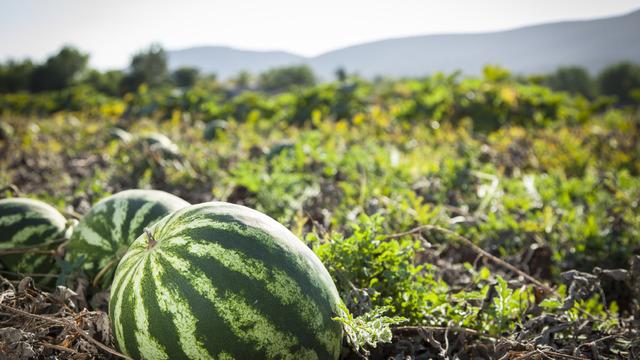 Karpuz yetiştiriciliği nasıl yapılır, nasıl olur? Karpuz yetiştiriciliği zor mu? Karpuz yetiştiriciliği püf noktaları