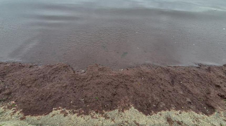 Yer: Tekirdağ! Marmara Denizi'nde istila: Yayılabilir