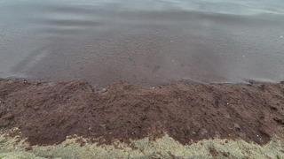 Yer: Tekirdağ! Marmara Denizi'nde istila: Yayılabilir