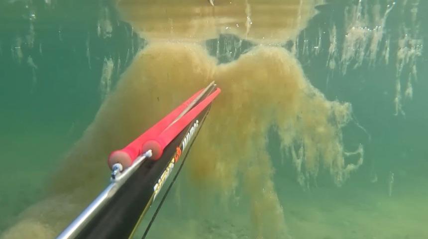 Denizin dibini adeta müsilaj sarmış! Büyükçekmece sahilinde korkutan görüntü...