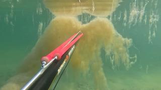 Denizin dibini adeta müsilaj sarmış! Büyükçekmece sahilinde korkutan görüntü...