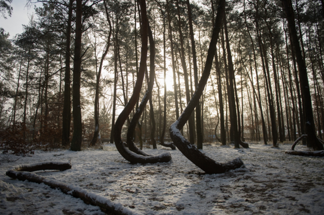  Bu ağa&ccedil;ların sırrını kimse &ccedil;&ouml;zemiyor!