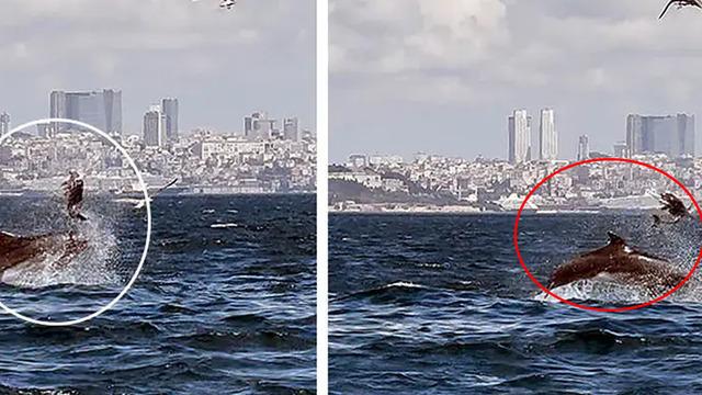 Dünyada çok az kaydı var! Marmara Denizi'nde gizemli olay