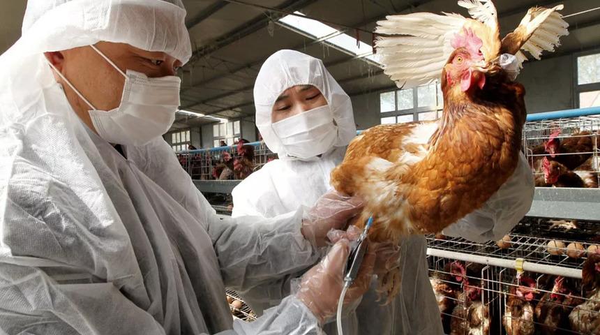 O hastalık panik yarattı... ABD'de kuş gribi kaynaklı ilk ölüm! 950'den fazla vakanın yarısı hayatını kaybetti