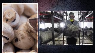 Öğrenciler mantar üretip 1 milyon liralık kazanç sağladı! Amasya'da meslek lisesinde 15 ton mantar üreterek sattılar