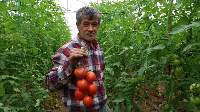 'Daha önce hiç yoktu' Adana'da mahallede 400 metrekare sera 30 dönüme ulaştı! Gören komşular da üretime başladı 