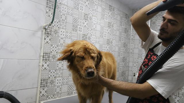 2 buçuk saat sürüyor kazancı ise 500 TL! 7 yıldır bu işi yapıyor, giden 2-3 ayda bir tekrar geliyor... 