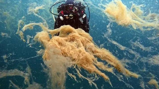 Çevre Bakanlığı müsilaj nedeniyle 2 belediyeye para cezası kesti! 