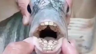 Tam yemek üzereyken fark ettiler! 'İnsan dişli' balık görenleri şaşkına çevirdi: Yemeye cesaret edemedim