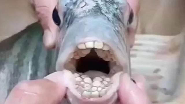 Tam yemek üzereyken fark ettiler! 'İnsan dişli' balık görenleri şaşkına çevirdi: Yemeye cesaret edemedim