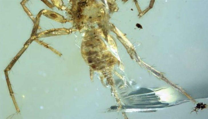 8 bacaklı yaratık tam 100 milyon yaşında! G4