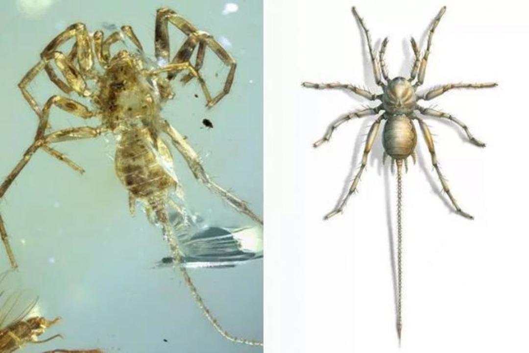 8 bacaklı yaratık tam 100 milyon yaşında!