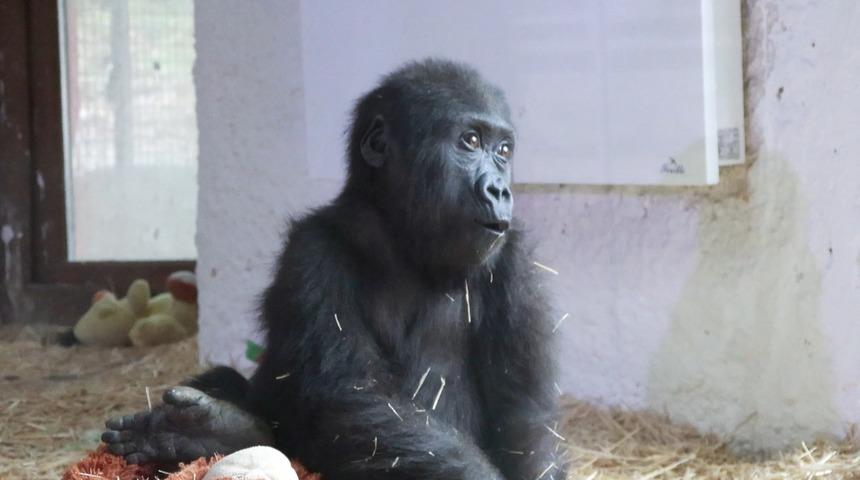 Havalimanında bulunan gorile verilen isim belli oldu