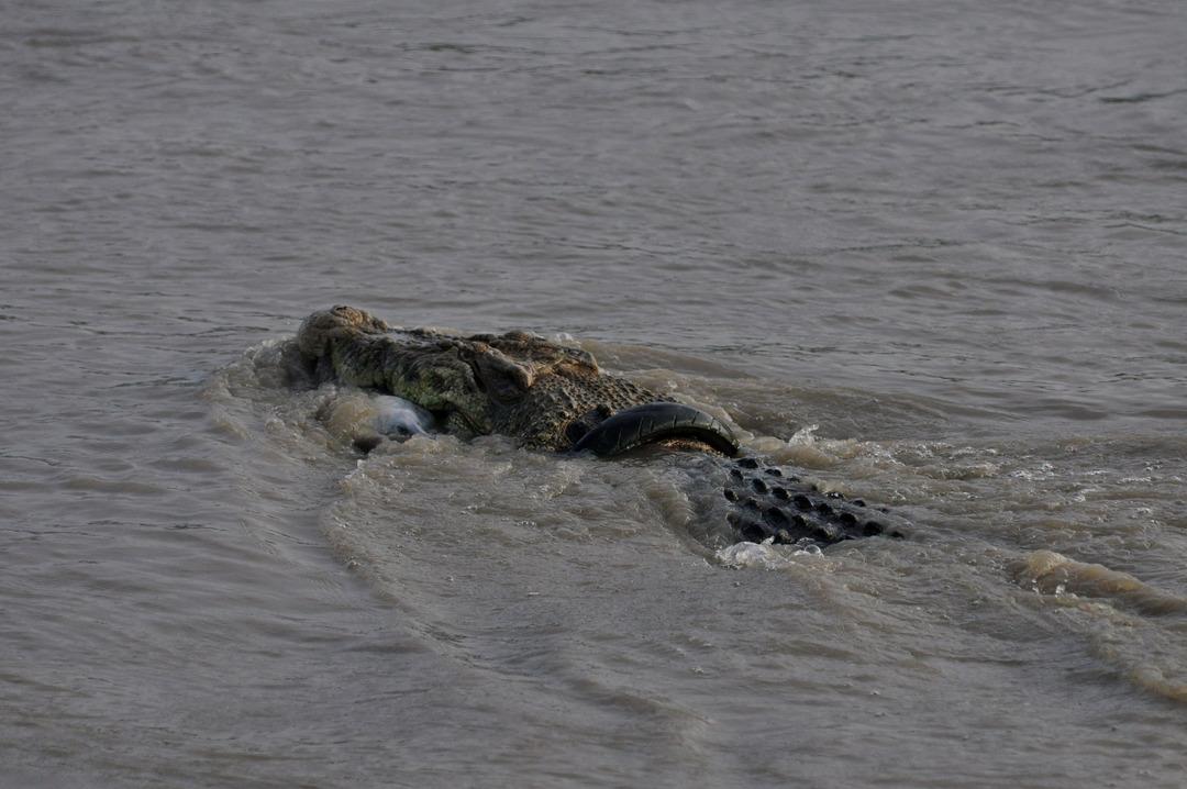 2021-09-04T000000Z_217076365_MT1NURPHO0004L1B7O_RTRMADP_3_INDONESIA-CROCODILLE