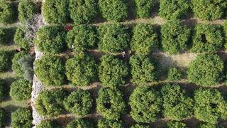 6 liraya alıcı buluyor! Maliyetinin altında... Fiyatı düştü