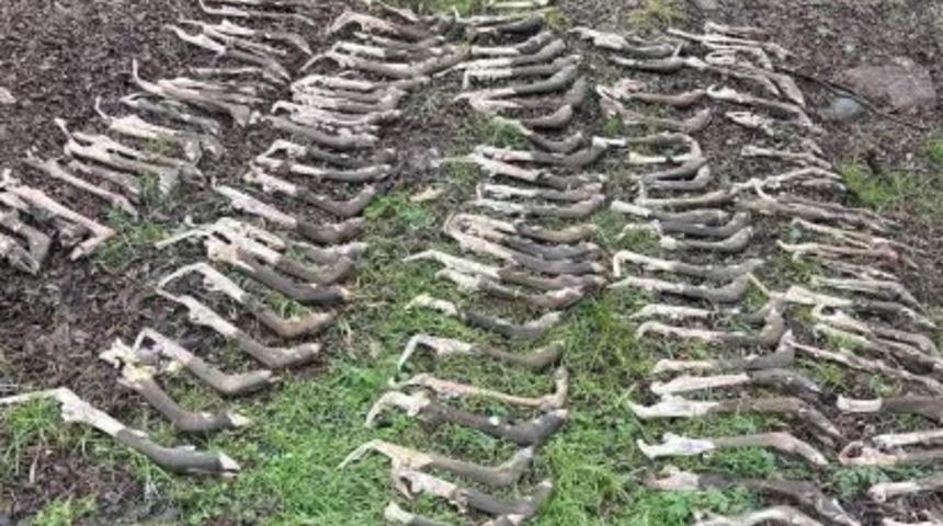 Ormanda yürürken korkunç bir şey keşfetti! Sosyal medyada gündem yarattı: Yüzlerce geyik bacağı sıralanmış