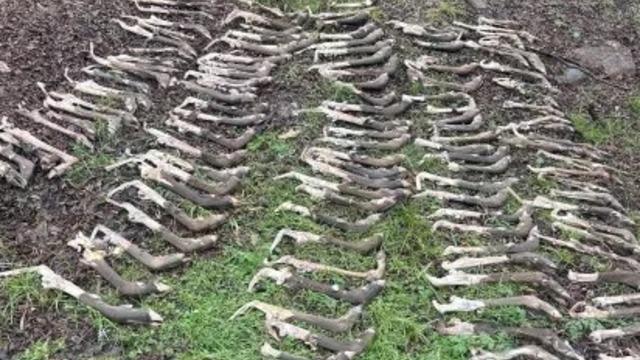 Ormanda yürürken korkunç bir şey keşfetti! Sosyal medyada gündem yarattı: Yüzlerce geyik bacağı sıralanmış