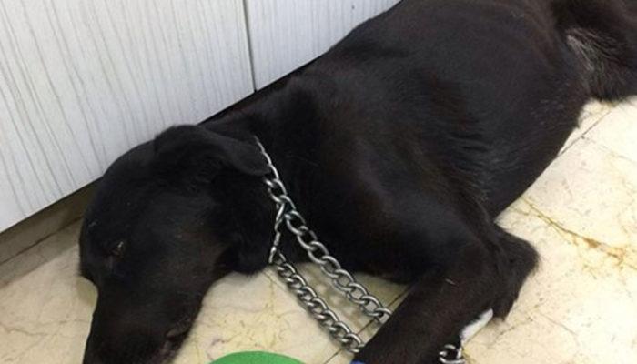 İstanbul'un göbeğinde vahşet: Sokak köpeğinin makatına silikon sıkıldı