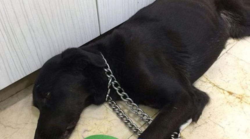 İstanbul'un g&ouml;beğinde vahşet: Sokak k&ouml;peğinin makatına silikon sıkıldı