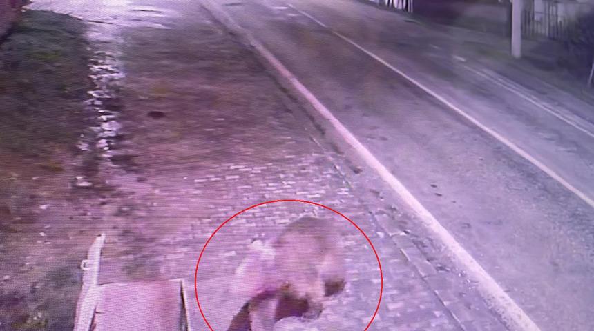 Bursa'da panik anları... Barınaktan kaçan firari bozayı şehre indi! Yiyecek ararken kameralara yakalanan bozayı ekiplerce aranıyor