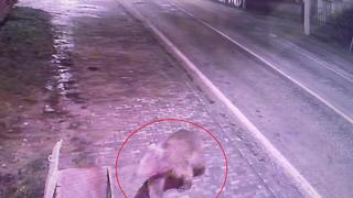 Bursa'da panik anları... Barınaktan kaçan firari bozayı şehre indi! Yiyecek ararken kameralara yakalanan bozayı ekiplerce aranıyor