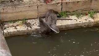 Anne su samurunun yavruları ile imtihanı kamerada