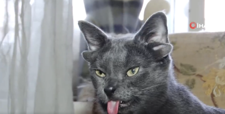 Midas'ın ünü Türkiye sınırlarını aştı! Herkes 4 kulaklı kediyi konuşuyor... 1800 yılından bu yana sadece 3-4 kez görülmüş! G1