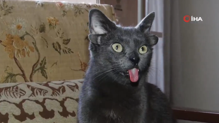 Midas'ın ünü Türkiye sınırlarını aştı! Herkes 4 kulaklı kediyi konuşuyor... 1800 yılından bu yana sadece 3-4 kez görülmüş! G2