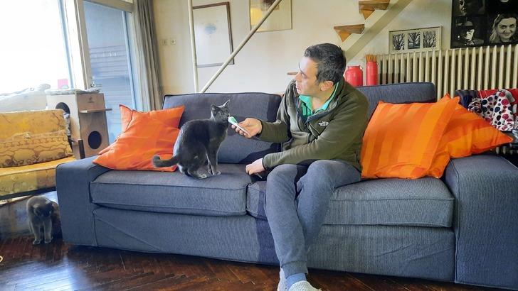 Midas'ın ünü Türkiye sınırlarını aştı! Herkes 4 kulaklı kediyi konuşuyor... 1800 yılından bu yana sadece 3-4 kez görülmüş! G4