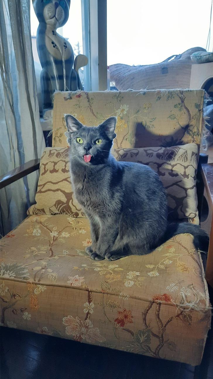 Midas'ın ünü Türkiye sınırlarını aştı! Herkes 4 kulaklı kediyi konuşuyor... 1800 yılından bu yana sadece 3-4 kez görülmüş! G5