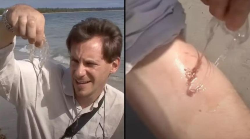 'Dünyanın en zehirli yaratığı' deniliyor! Dakikalar içinde öldürebilir: Kendini bile isteye sokturdu ve o anları saniye saniye kaydetti