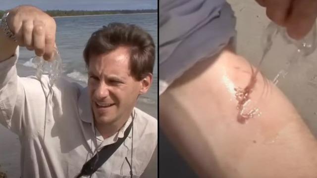 'Dünyanın en zehirli yaratığı' deniliyor! Dakikalar içinde öldürebilir: Kendini bile isteye sokturdu ve o anları saniye saniye kaydetti