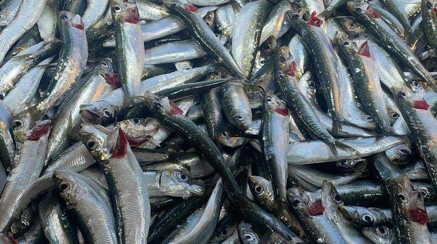 Başından kuyruğuna kadar kalsiyum deposu: Fayda etmediği hastalık neredeyse yok! 