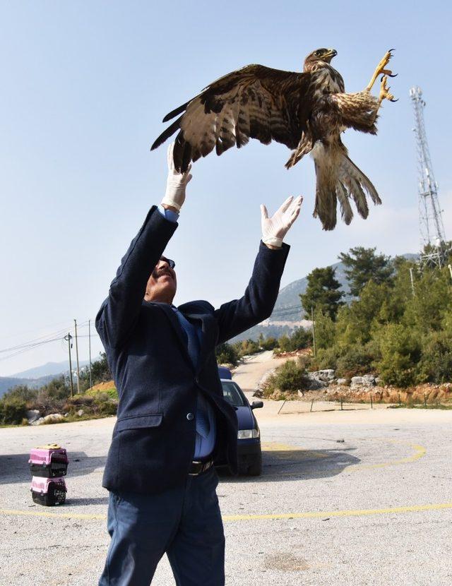 Alanya’da tedavisi tamamlanan 2 şahin doğaya salındı