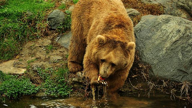 Kış uykusuna yatmayan ayılar, meyve ve balıkla besleniyor!
