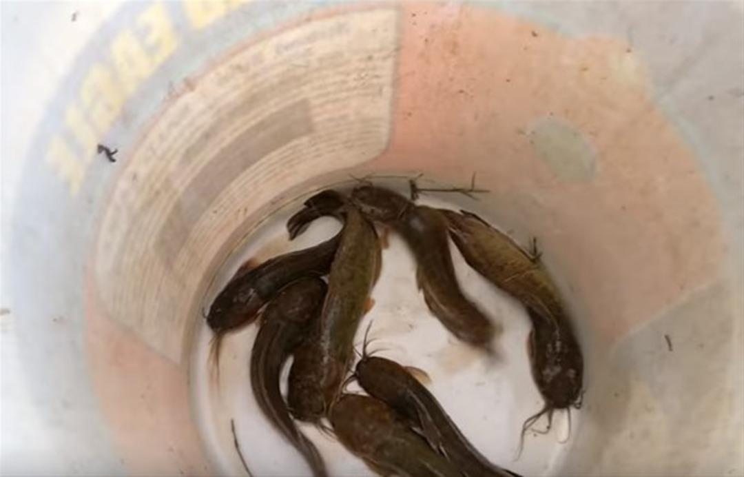 B&ouml;yle balık tutma taktiği g&ouml;rd&uuml;n&uuml;z m&uuml;?