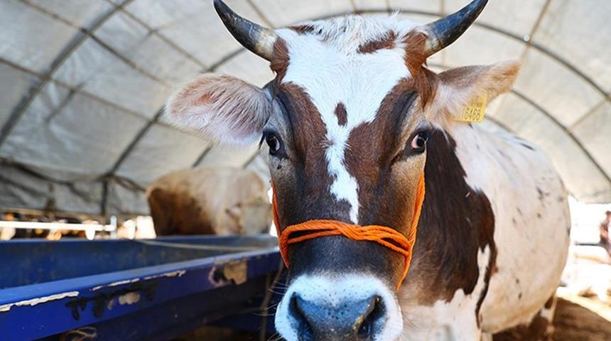 Hindistan'da tartışmalar sürüyor! "İnek idrarının" enfeksiyonları tedavi edebileceği iddiası tepkilere yol açtı