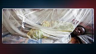 Lassa ateşi salgını alarmı! Hayvandan insana geçiyor... 1 haftada 10 kişi öldü